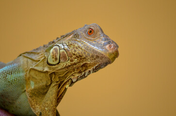 close up of iguana