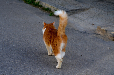 Cat on the road 