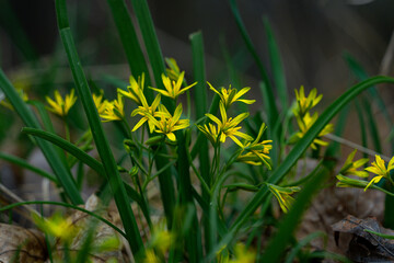 Yellow flowers that have come out of the ground waiting for spring