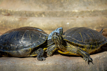 Turtle on the rocks , tender embrace of love as two turtles bask together in the golden glow of the sun.