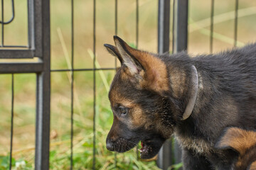 Beautiful German Shepherd puppies playing in their run on a sunny spring afternoon in Skaraborg Sweden