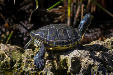 Fototapeta premium turtle on a rock Bask in the tranquility of nature's embrace with this captivating image of a turtle soaking up the sun's warmth. Serene and majestic, the turtle embodies relaxation and contentment in