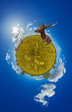 deers in a agricultural rapeseed field under a blue summer sky little planet