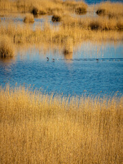 Lake Kaniera, where waterfowl swim among braided reeds