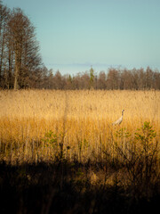 The heron is hiding in the braided reeds of Lake Kaniera and is hunting fish