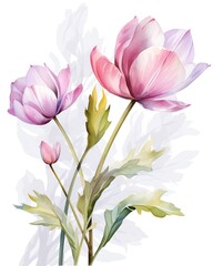 Obraz premium Bud Fresh flower bud in gentle morning light watercolor clipart