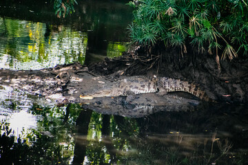Crocodile spotted near the river water in the forest.
