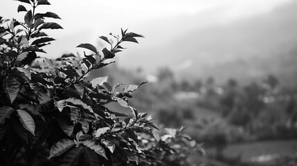 A mesmerizing black and white nature photo captures the serene beauty of Vietnam's Dalat region, with a backdrop of blurred coffee plantations. The monochromatic palette adds a timeless allure  - obrazy, fototapety, plakaty