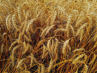 Ripe ears of rye in a golden hue