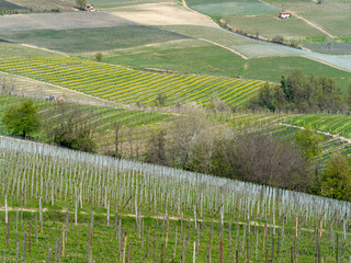 Amazing landscape of the vineyards of Langhe in Piemonte in Italy during spring time. The wine route. An Unesco World Heritage. Natural contest. Rows of vineyards