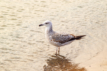 Seagull on the beach