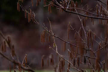 Hazel releases its flowers in anticipation of spring