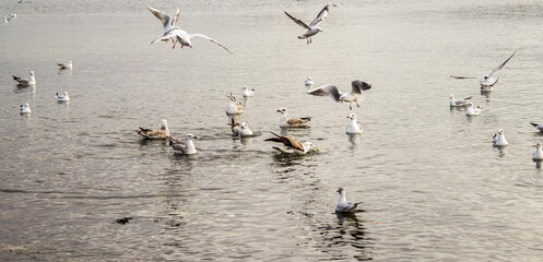 Flock of seagulls on the sea
