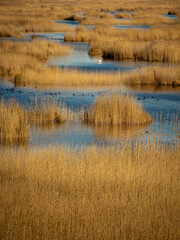 Lake Kaniera, where waterfowl and swans swim among braided reeds