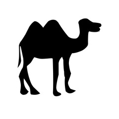 Camel illustration set on white background, vector, isolated,vector illustration.