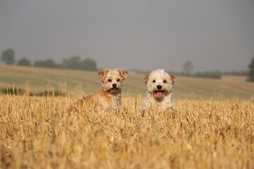 two small funny havanese dogs are sitting together in a stubble field