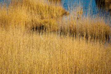 The heron is hiding in the braided reeds of Lake Kaniera and is hunting fish