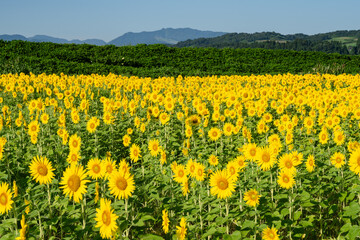 Fototapeta premium 見頃のひまわり畑