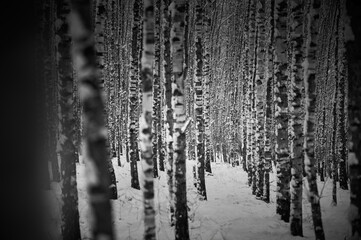 A cold forest of black and white birches