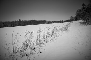 Dry grass in the field sticking out from under the snow in winter