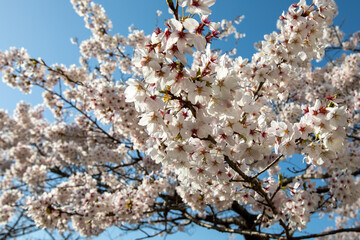 日本の桜