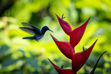 Fototapeta premium Violet-bellied Hummingbird flying to a heliconia flower at dawn