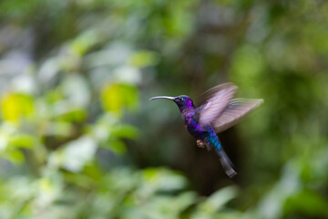 Hummingbird standing in flight, purple pollinator