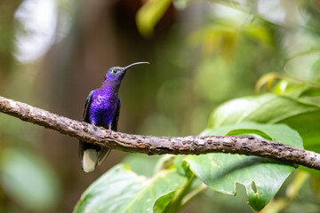 Obraz premium A hummingbird (purple pollinator) sitting on a branch