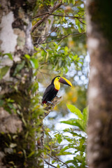 Obraz premium Chestnut-billed toucan sitting on a branch, vertical