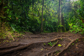 Path with roots in the rainforest