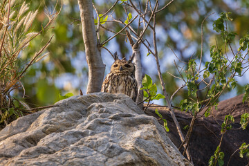 Bengal eagle-owl (Bubo bengalensis) or Indian eagle-owl or rock eagle-owl, at Ajodhya Hills, Purulia, WEst Bengal, India