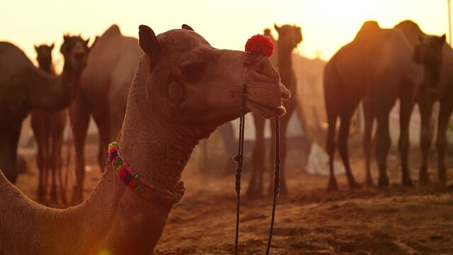 Camels in slow motion at the Pushkar Fair, also called the Pushkar Camel Fair or locally as Kartik Mela is an annual multi-day livestock fair and cultural held in the town of Pushkar Rajasthan, India.