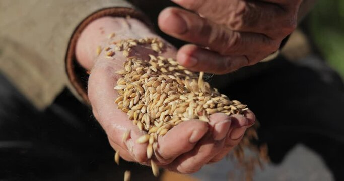 Farmer inspects his crop of hands hold ripe wheat seeds.