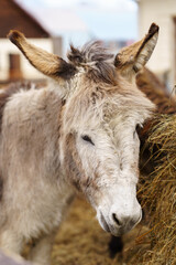 Donkey feeds on hay, showcasing its strength and elegance in the peaceful setting. Vertical photo
