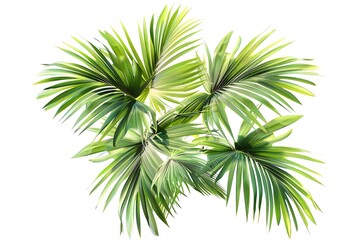 palm tree leaves isolated on white background

