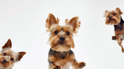 Wallpaper images of Yorkshire Terrier Dog