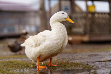 White ducks elegantly stand atop a moist ground, exuding peace and tranquility in their...