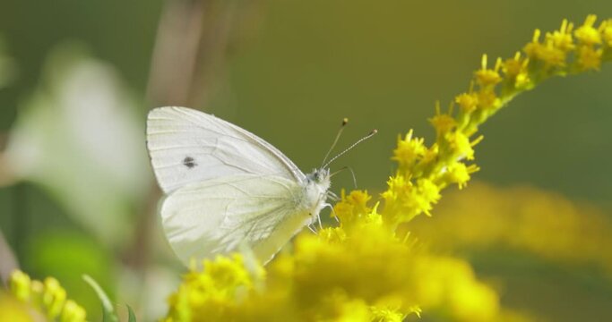 Pieris brassicae, the large white butterfly, also called cabbage butterfly. Large white is common throughout Europe, north Africa and Asia often in agricultural areas, meadows and parkland.