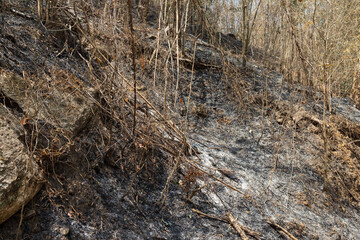 After Bushfires burning has caused degradation of the tropical forest ecosystem - 790688520