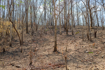 After Bushfires burning in tropical forest wildlife can perish as a result of habitat loss with...
