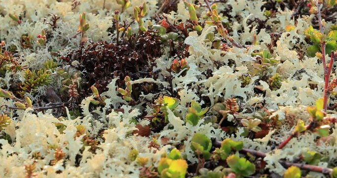 Arctic Tundra lichen moss close-up. Found primarily in areas of Arctic Tundra, alpine tundra, it is extremely cold-hardy. Cladonia rangiferina, also known as reindeer cup lichen.