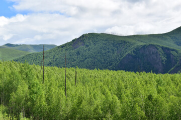A deciduous forest in front of a green mountain. Sikhote-Alin, Khabarovsk Territory, Far East.