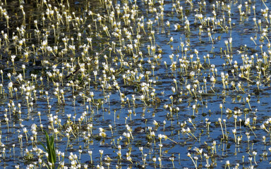 white water lily closeup on pond