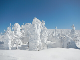 雪に覆われた南蔵王 樹氷 雪山