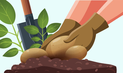 Autumn harvest, digging potatoes from the ground. The concept of harvesting with your hands from sandy soil, black soil, a shovel and a bush sticking out of the ground, young potatoes. Close-up. 
