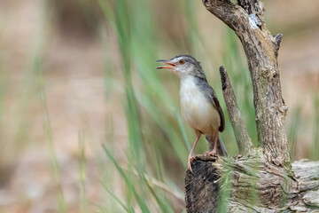 The Plain Prinia in nature