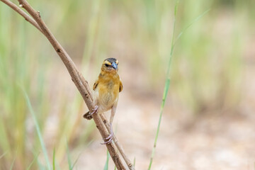 Baya Weaver in nature