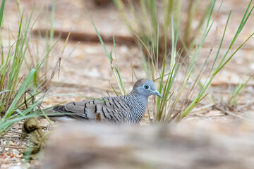 A zebra dove in nature
