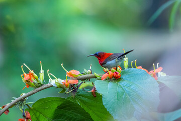 The Crimson Sunbird in nature