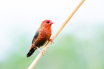 The Red Avadavat in nature